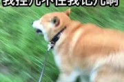 黑料吃瓜网apk普通安装 