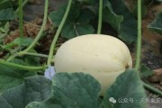 怎么可以吃兔兔 