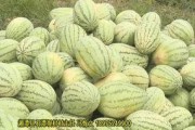 黑料吃瓜网apk普通安装 